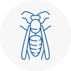 Warwickshire Wasp Nest Removal